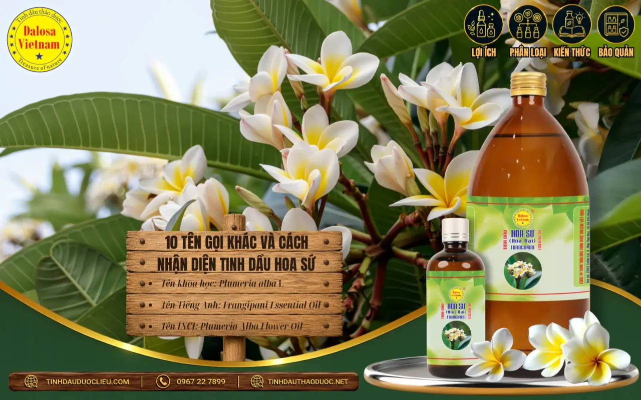 10 Tên Gọi Khác Và Cách Nhận Diện Tinh Dầu Hoa Sứ 1 Tinh dầu Hoa sứ từ hoa Plumeria alba – Frangipani Essential Oil