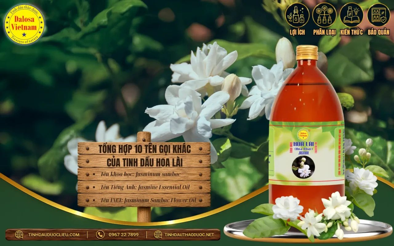 Tinh dầu Hoa lài từ Jasminum sambac – Jasmine Sambac Absolute