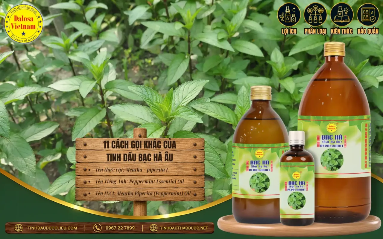 Tổng hợp 11 Cách Gọi Khác Của Tinh Dầu Bạc Hà Âu 1 Tinh dầu Bạc hà Âu – Peppermint Essential Oil từ cây Mentha × piperita L.