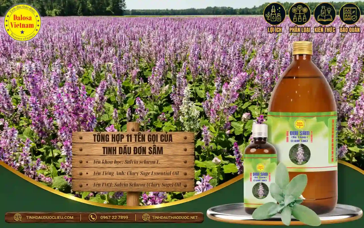 Tinh dầu Xô thơm Đơn sâm từ Salvia sclarea – Clary Sage Oil