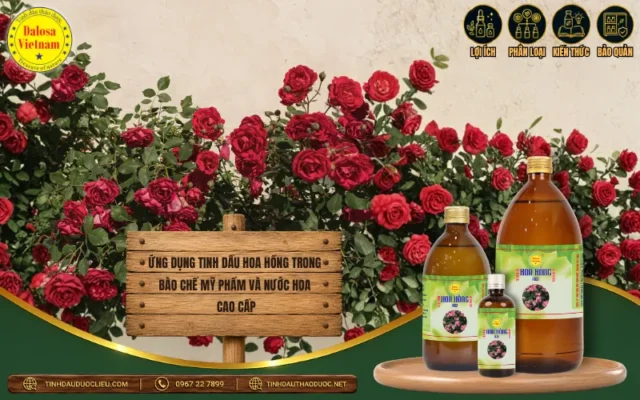 Ứng Dụng Tinh Dầu Hoa Hồng Trong Bào Chế Mỹ Phẩm Và Nước Hoa Cao Cấp 1 Đồ họa ứng dụng tinh dầu hoa hồng Dalosa Vietnam