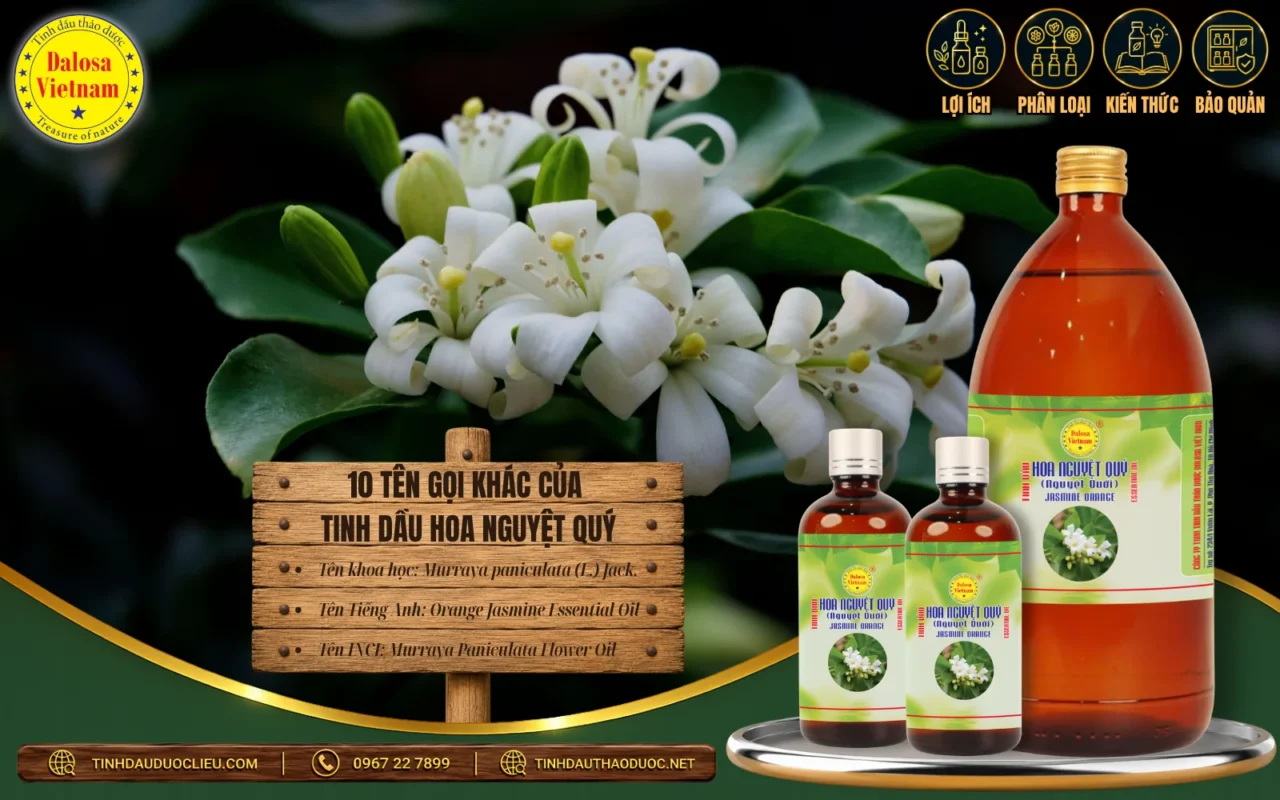 10 Tên Gọi Khác Của Tinh Dầu Hoa Nguyệt Quý 1 10 ten goi khac cua tinh dau hoa nguyet quy