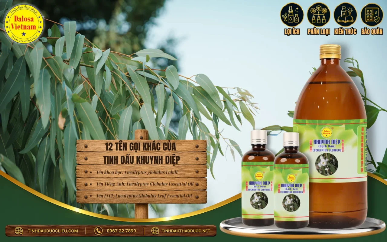 12 Tên Gọi Khác Của Tinh Dầu Khuynh Diệp 1 12 ten goi khac cua tinh dau khuynh diep