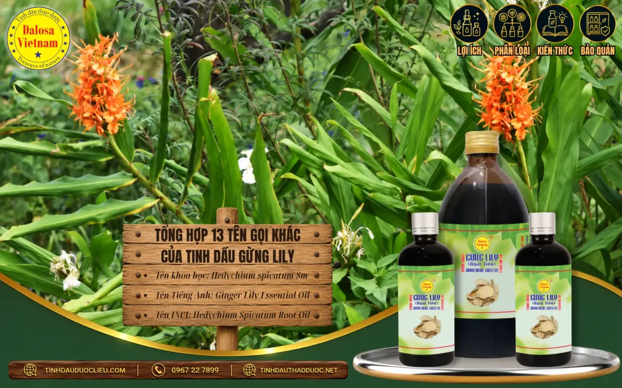 13 ten goi khac cua tinh dau gung lily