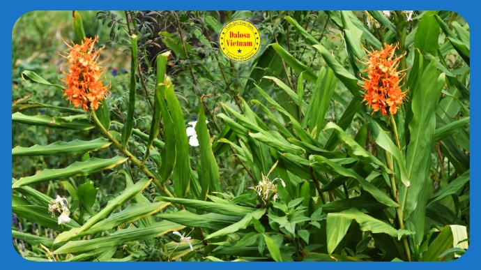 Cây hoa gừng lily (Hedychium spicatum) nở hoa cam ngoài tự nhiên, hình đại diện bài viết tổng hợp 13 tên gọi khác của tinh dầu gừng lily.