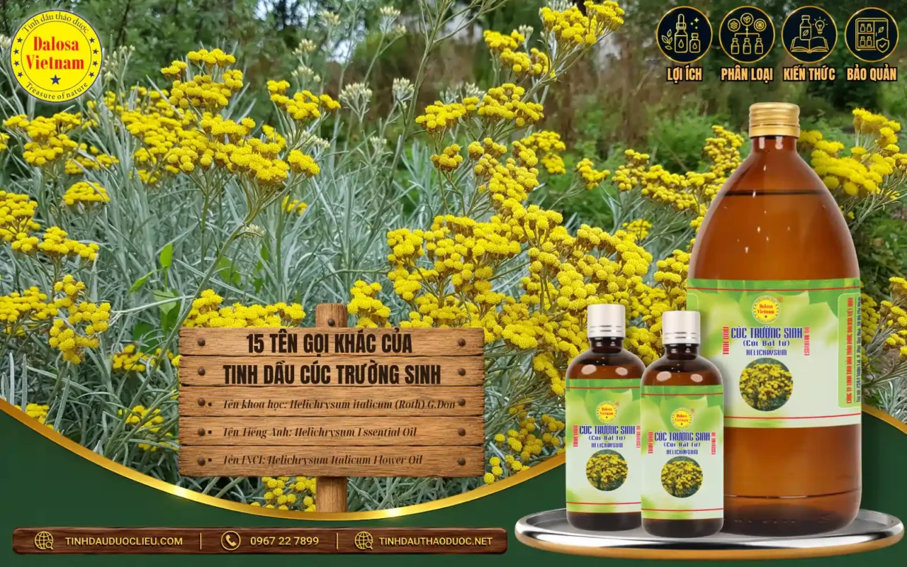 15 Tên Gọi Khác Của Tinh Dầu Cúc Trường Sinh 1 15 ten goi khac cua tinh dau cuc truong sinh