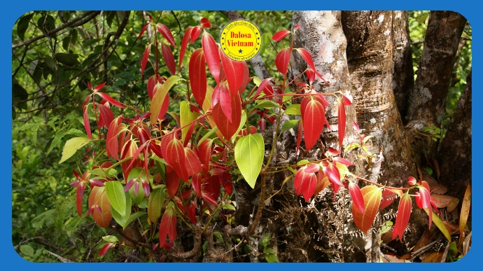 cinnamaldehyde trong tinh dau vo que lg