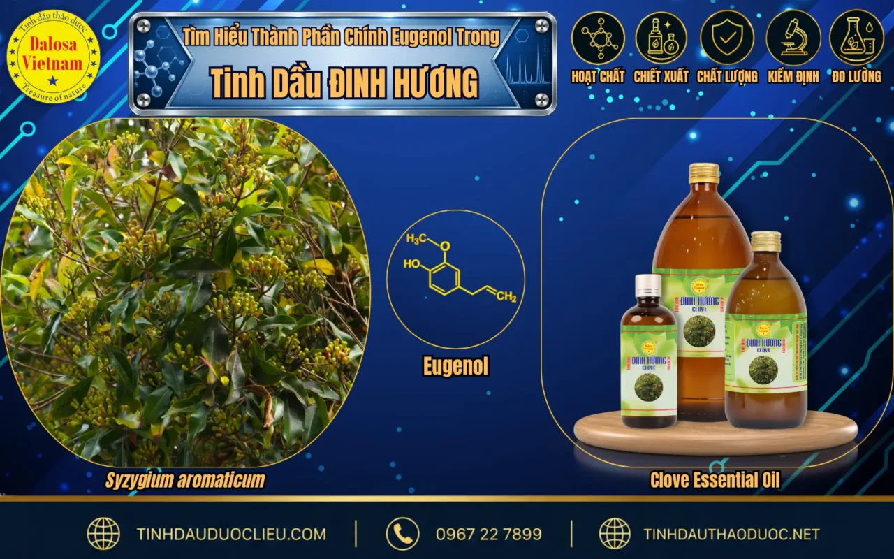 Tìm Hiểu Thành Phần Chính Eugenol Trong Tinh Dầu Đinh Hương 1 hoat chat chinh trong tinh dau dinh huong