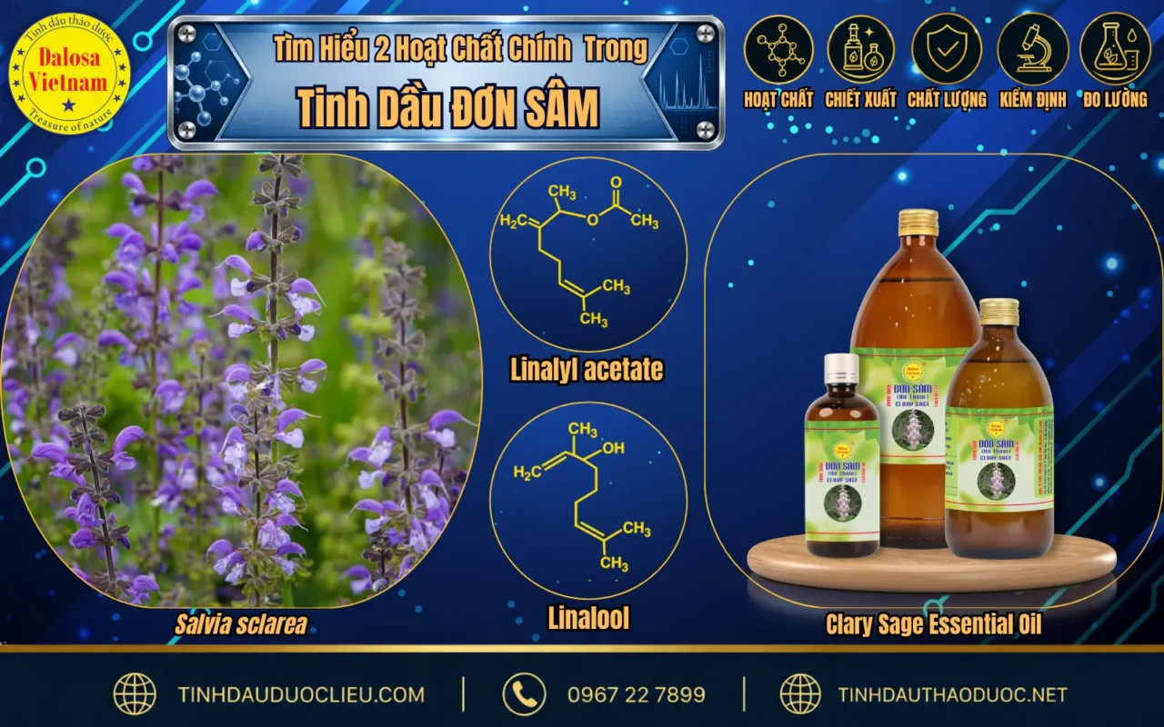 Tìm Hiểu 2 Hoạt Chất Chính Trong Tinh Dầu Đơn Sâm 1 hoat chat chinh trong tinh dau don sam