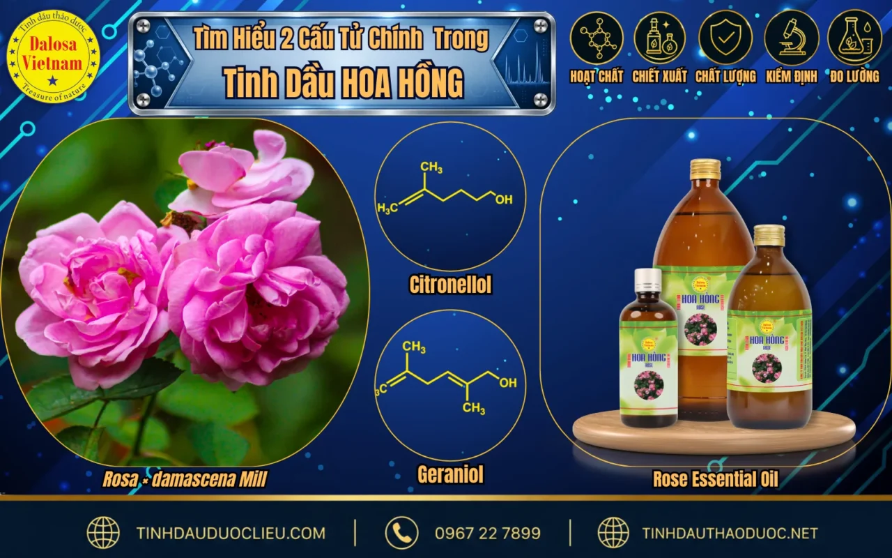Tìm hiểu 2 cấu tử chính trong tinh dầu Hoa Hồng 1 hoat chat chinh trong tinh dau hoa hong