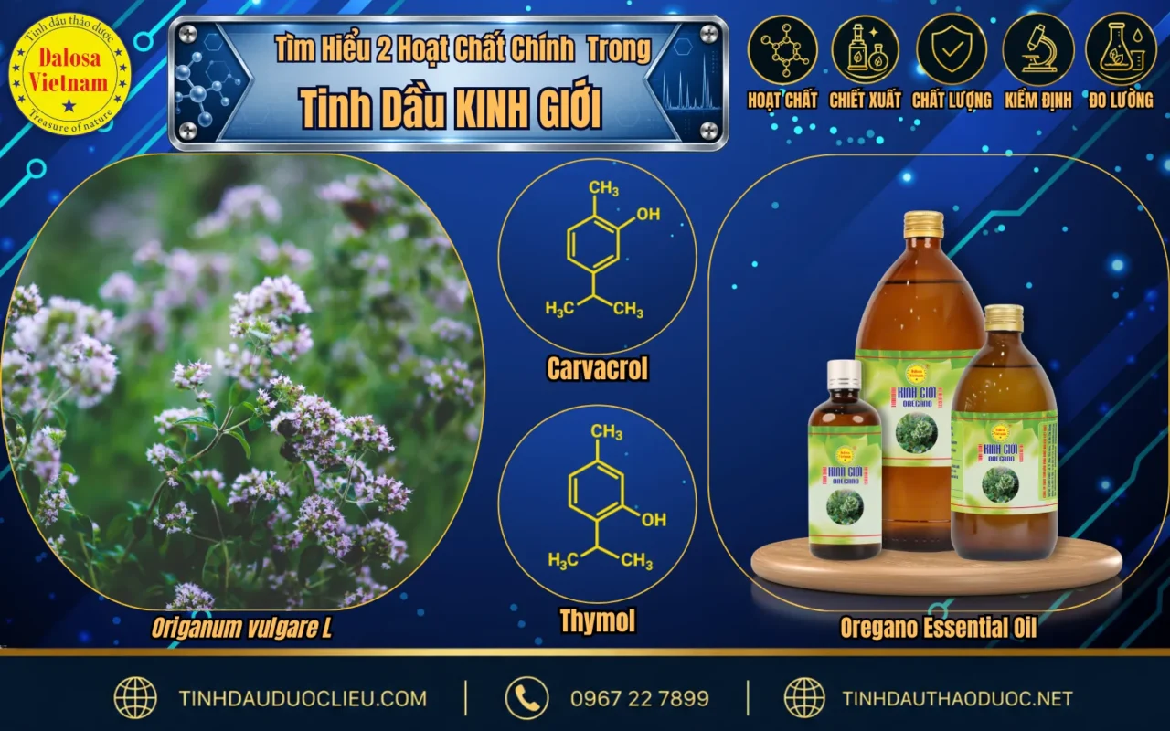 Tìm hiểu 2 hoạt chất chính trong Tinh Dầu Kinh Giới 1 hoat chat chinh trong tinh dau kinh gioi