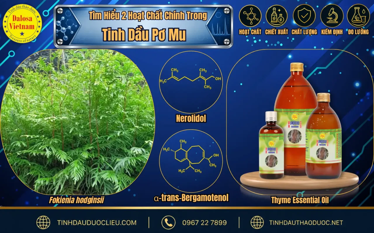 Tìm hiểu 2 hoạt chất chính trong Tinh Dầu Pơ Mu 1 hoat chat chinh trong tinh dau pomu