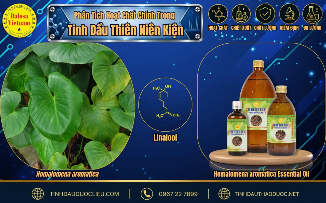 Phân Tích Hoạt Chất Linalool Trong Tinh Dầu Thiên Niên Kiện 1 hoat chat chinh trong tinh dau thien nien kien
