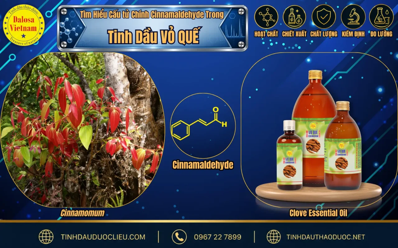 Tìm Hiểu Cấu Tử Chính Cinnamaldehyde Trong Tinh Dầu Vỏ Quế 1 hoat chat chinh trong tinh dau vo que