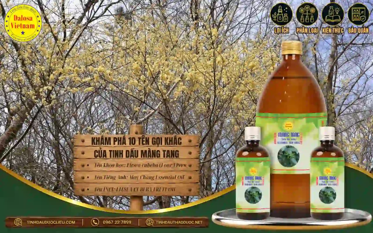 Khám Phá 10 Tên Gọi Khác Của Tinh Dầu Màng Tang 1 kham pha 10 ten goi khac cua tinh dau mang tang