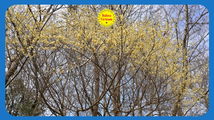 Cây màng tang (Litsea cubeba) nở hoa vàng rực rỡ ngoài tự nhiên, hình đại diện bài viết khám phá 10 tên gọi khác của tinh dầu màng tang.