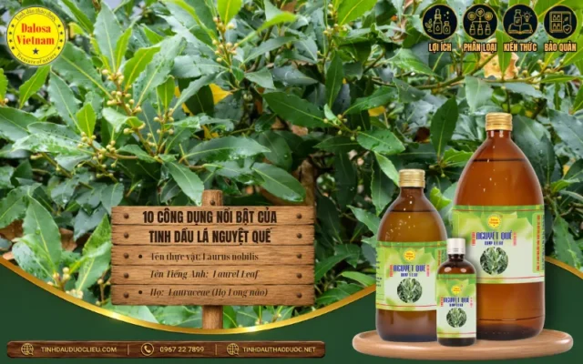 10 Công Dụng Nổi Bật Của Tinh Dầu Lá Nguyệt Quế 1 Lợi ích và công dụng tuyệt vời của tinh dầu lá nguyệt quế nguyên chất đối với sức khỏe và làm đẹp