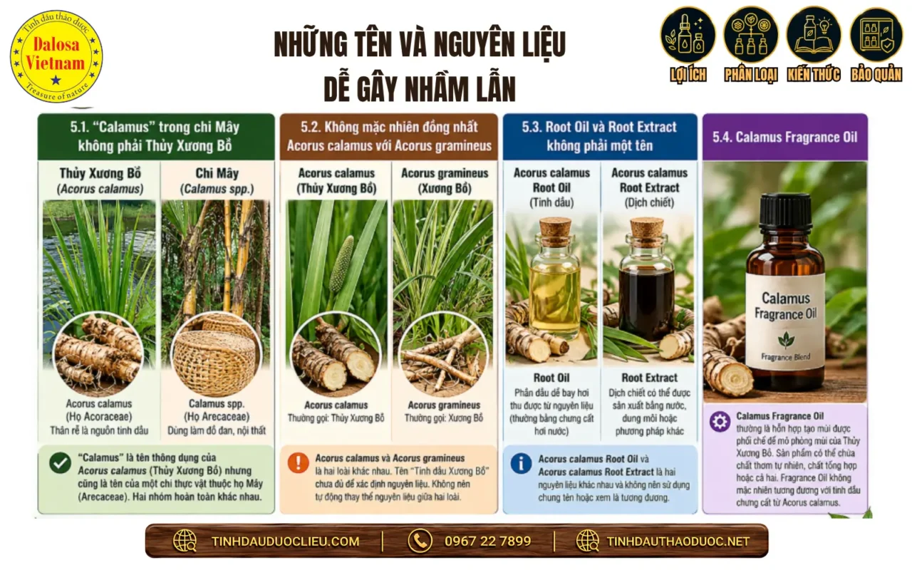 Tinh Dầu Thủy Xương Bồ Và 9 Tên Gọi Thường Gặp 2 nhung ten calamus va nguyen lieu de gay nham lan