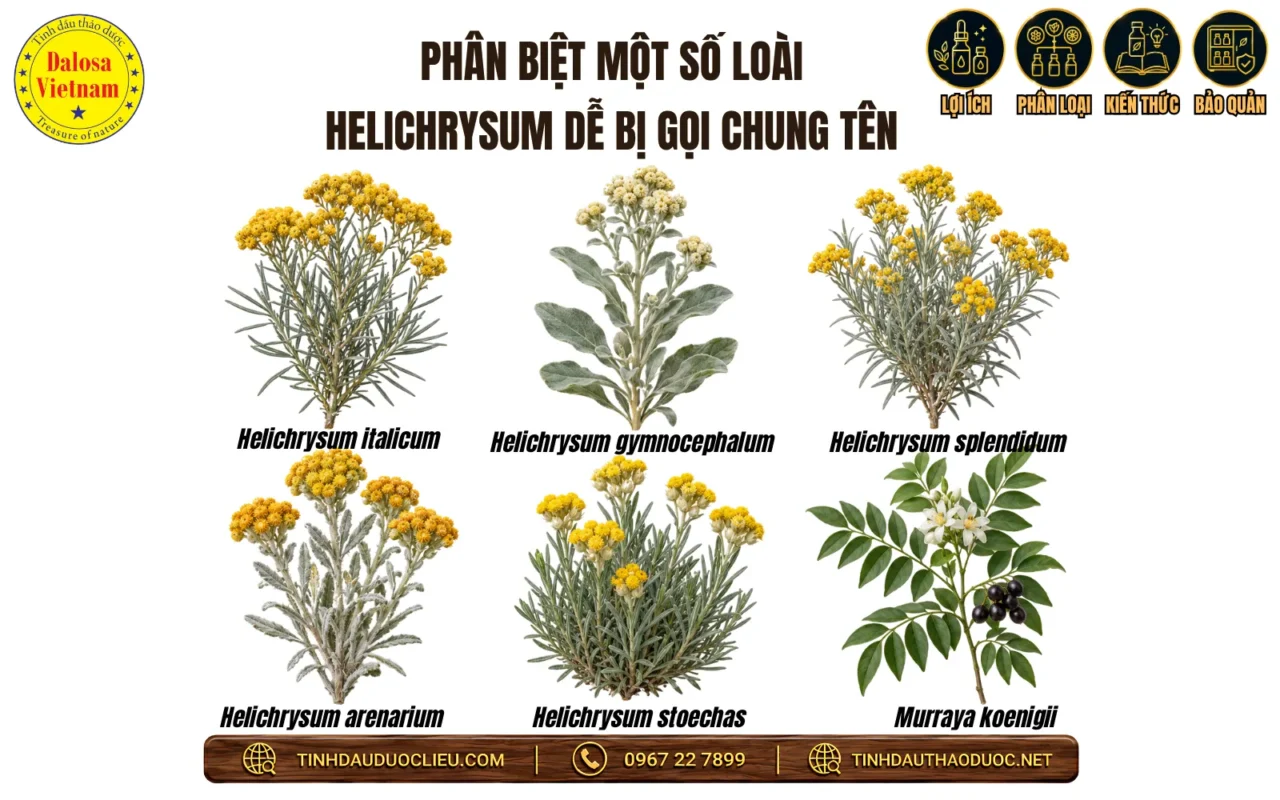15 Tên Gọi Khác Của Tinh Dầu Cúc Trường Sinh 2 phan biet cac loai helichrysum de bi goi chung ten