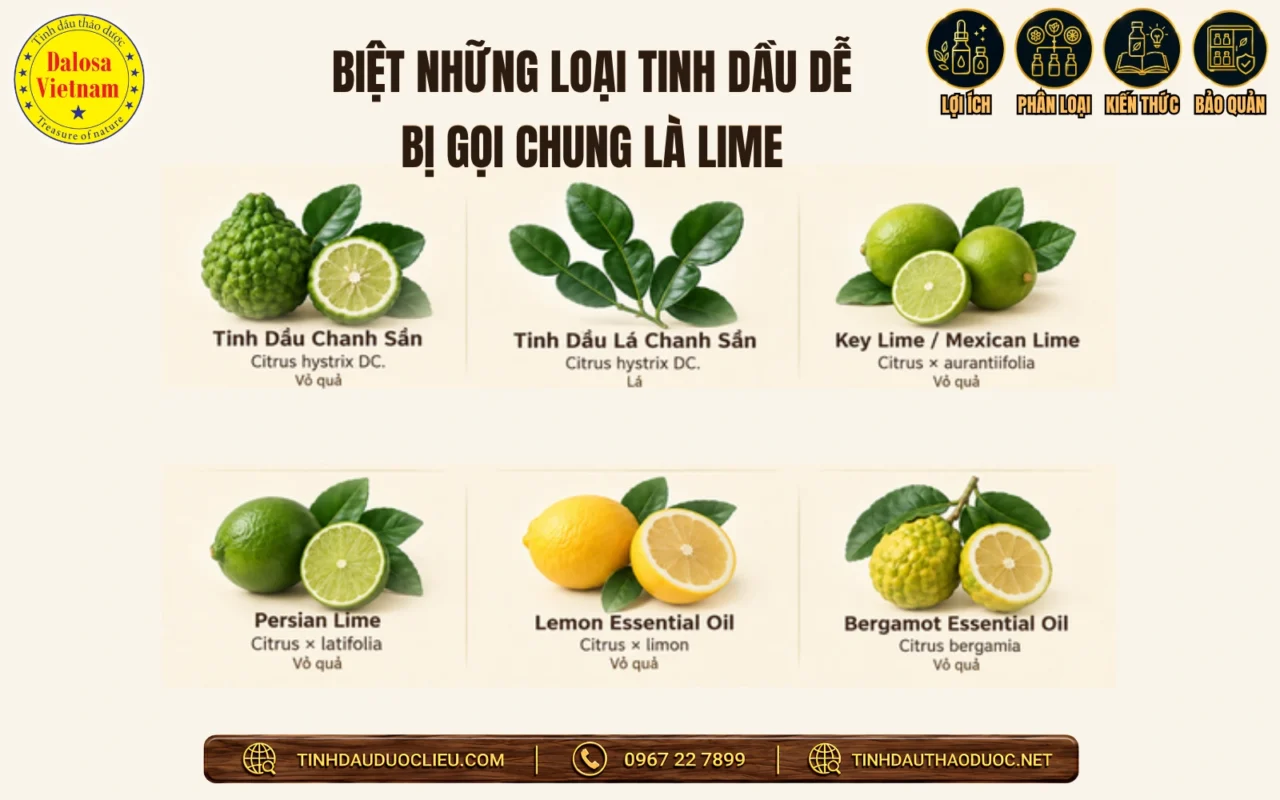 Tổng Hợp 12 Tên Gọi Khác Của Tinh Dầu Chanh Sần 2 phan biet cac loai tinh dau de bi goi chung la lime