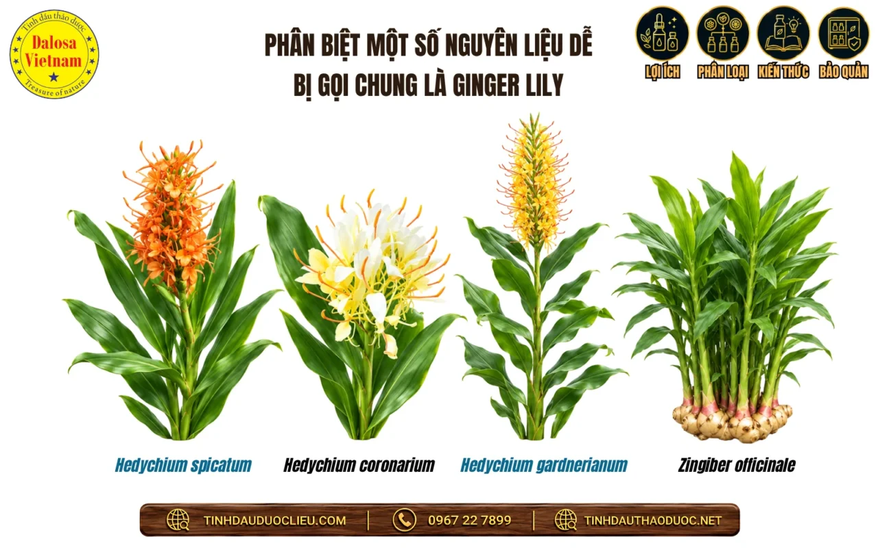 phan biet cac nguyen lieu de goi chung la ginger lily