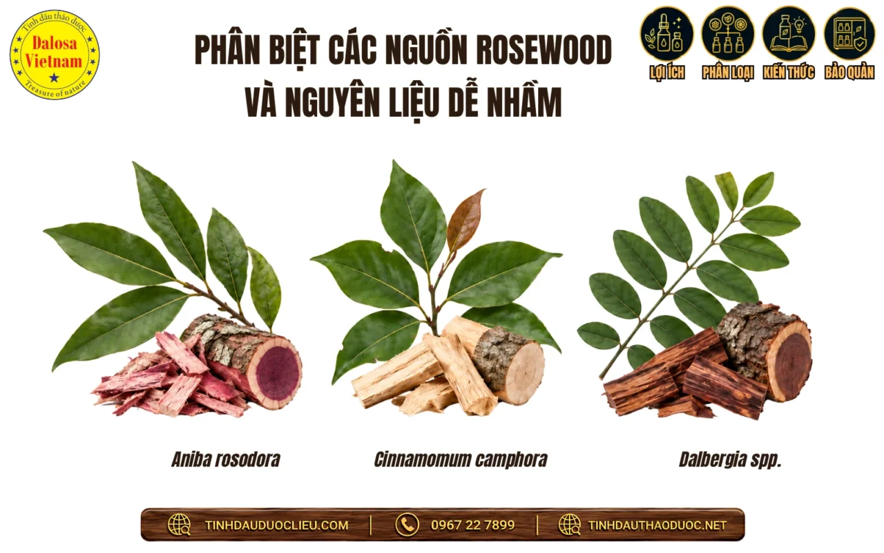 phan biet nguon rosewood aniba rosodora ho wood dalbergia