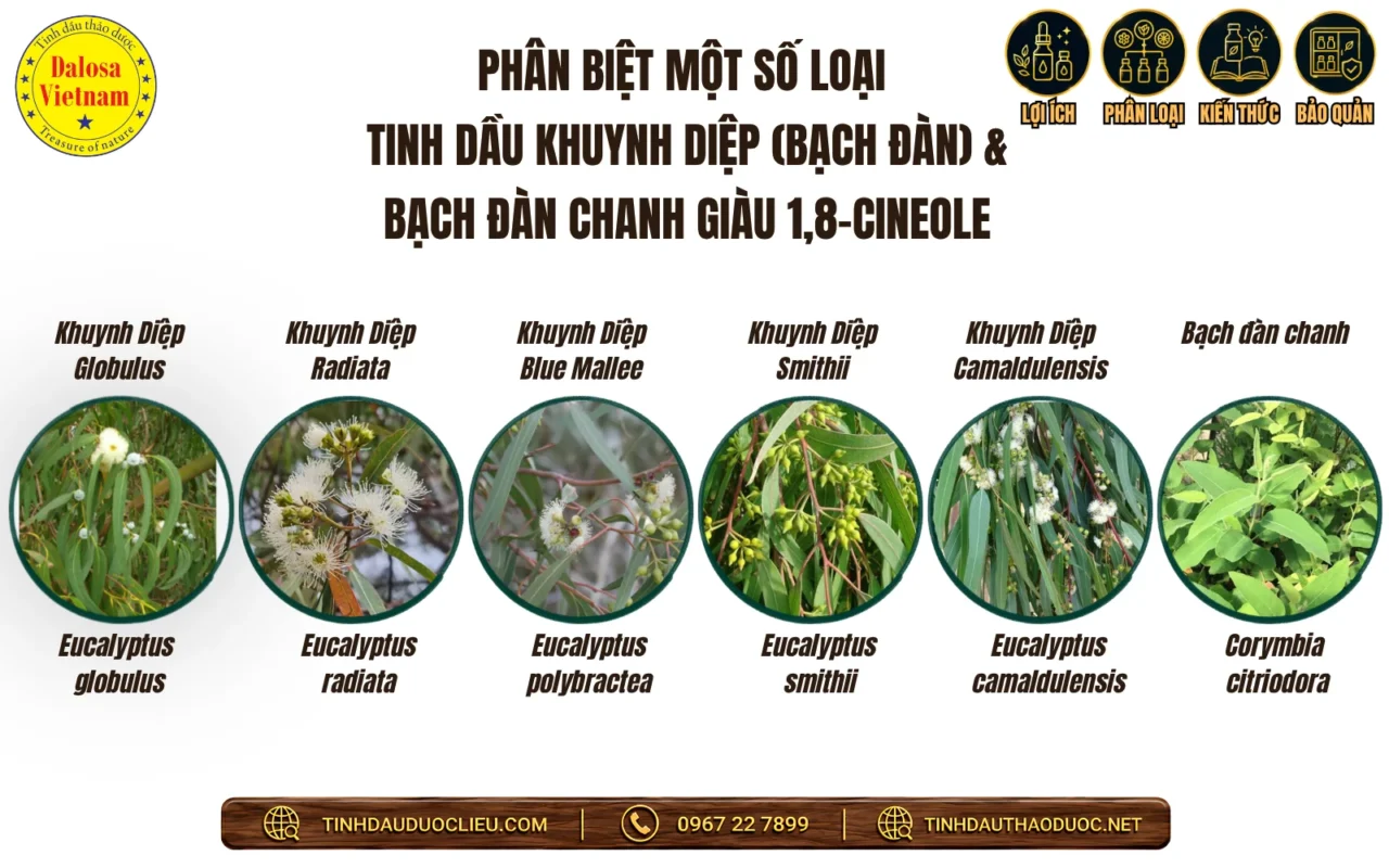 12 Tên Gọi Khác Của Tinh Dầu Khuynh Diệp 2 phan biet tinh dau khuynh diep va bach dan chanh