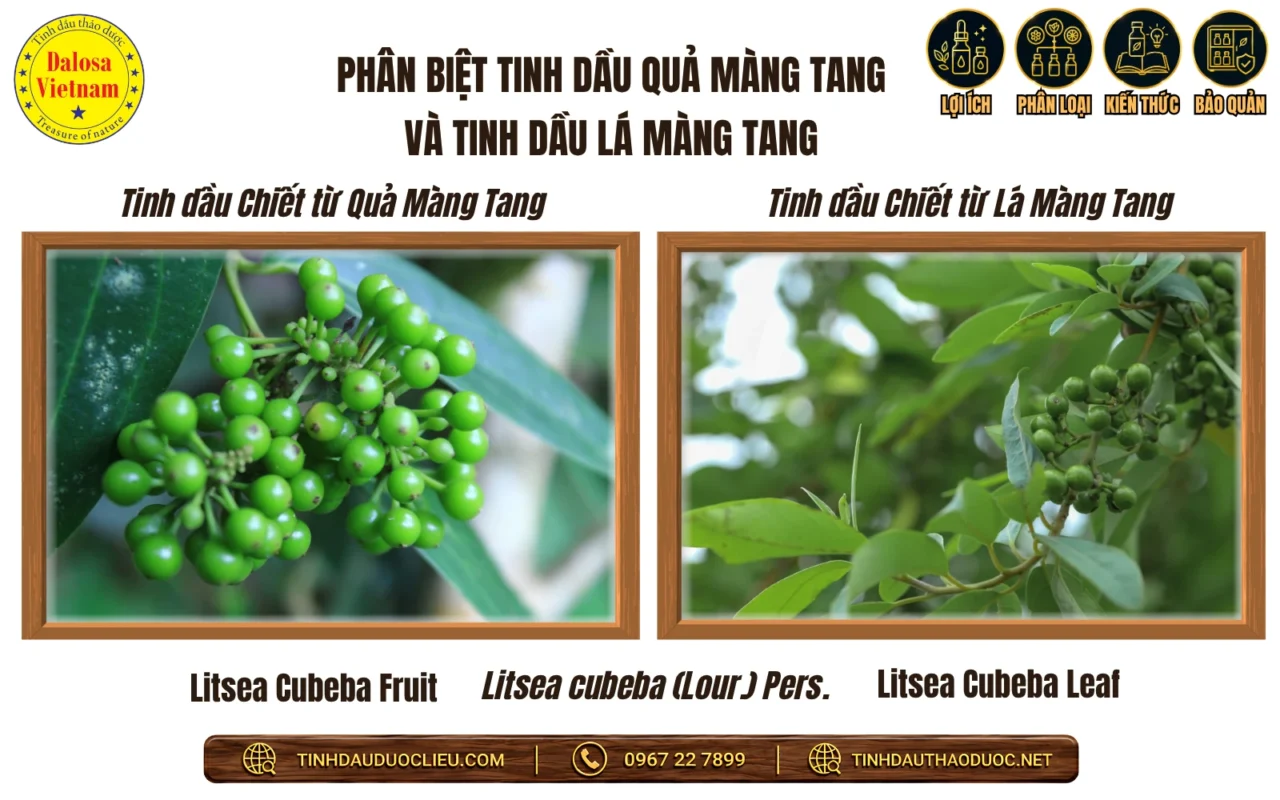 Khám Phá 10 Tên Gọi Khác Của Tinh Dầu Màng Tang 2 phan biet tinh dau qua mang tang va tinh dau la mang tang