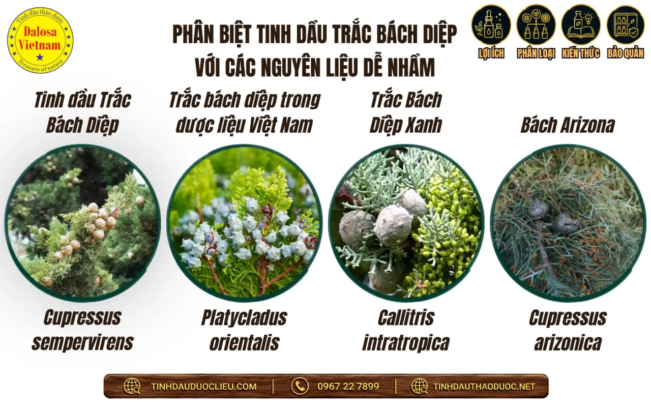 12 Tên Gọi Khác Của Tinh Dầu Trắc Bách Diệp 2 phan biet tinh dau trac bach diep voi cac nguyen lieu de nham