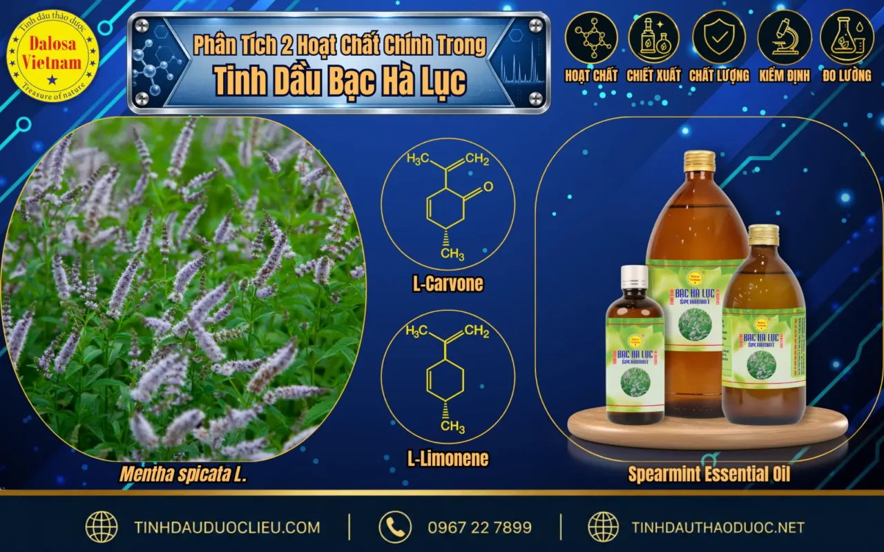 Phân Tích 2 Hoạt Chất Chính Trong Tinh Dầu Bạc Hà Lục 1 phan tich 2 hoat chat chinh trong tinh dau bac ha luc