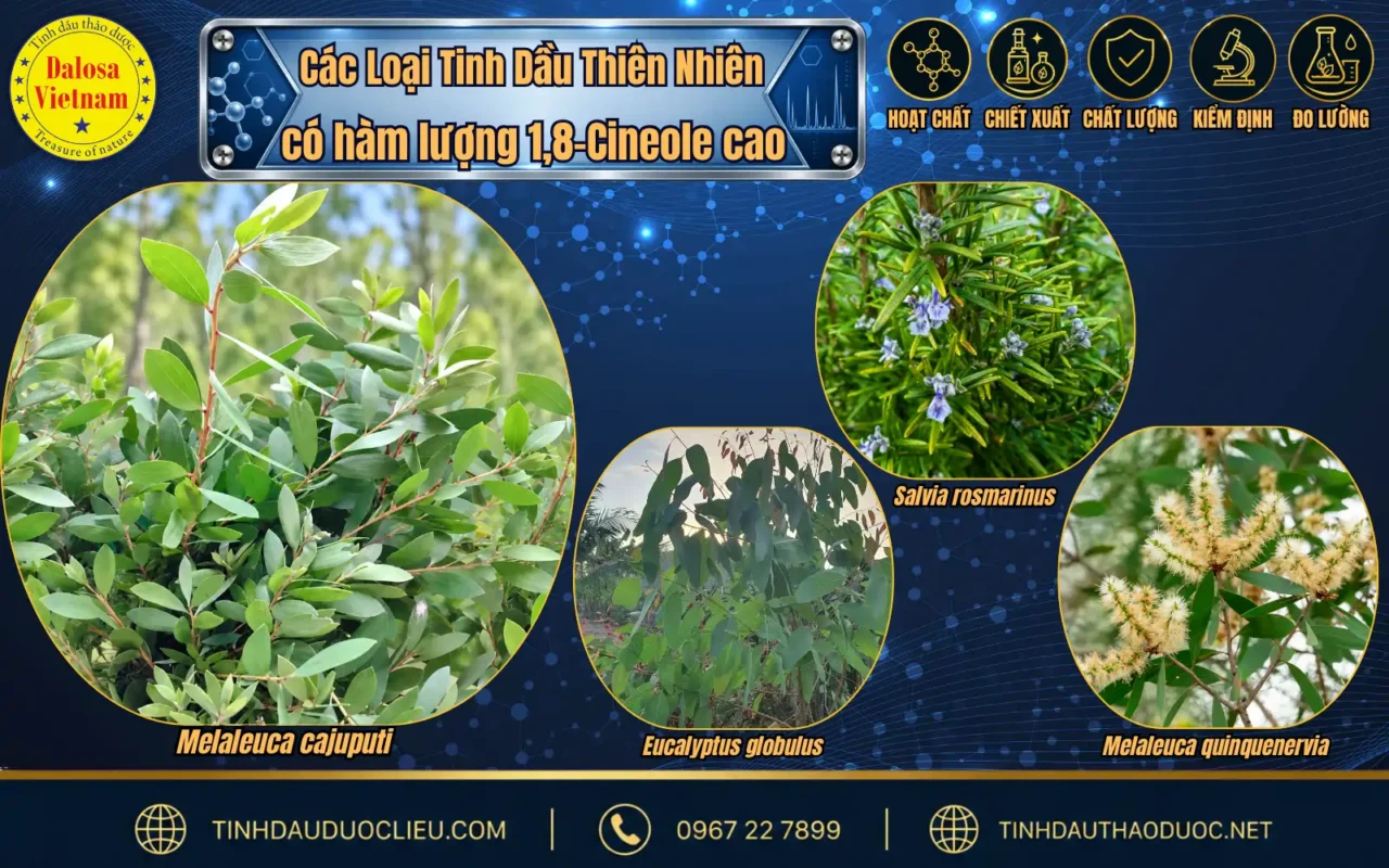 so sanh 1 8 cineole trong tinh dau tram gio