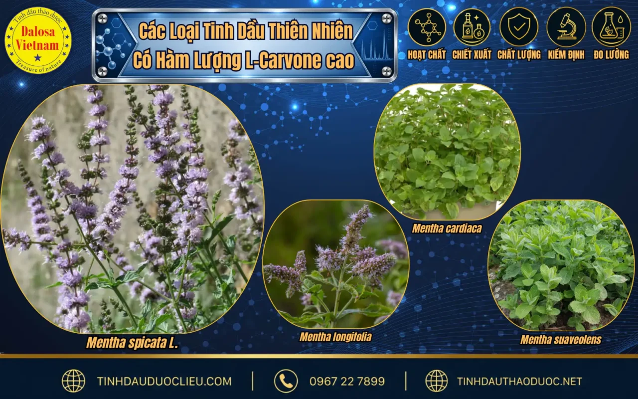 Phân Tích 2 Hoạt Chất Chính Trong Tinh Dầu Bạc Hà Lục 2 so sanh carvone trong tinh dau bac ha luc