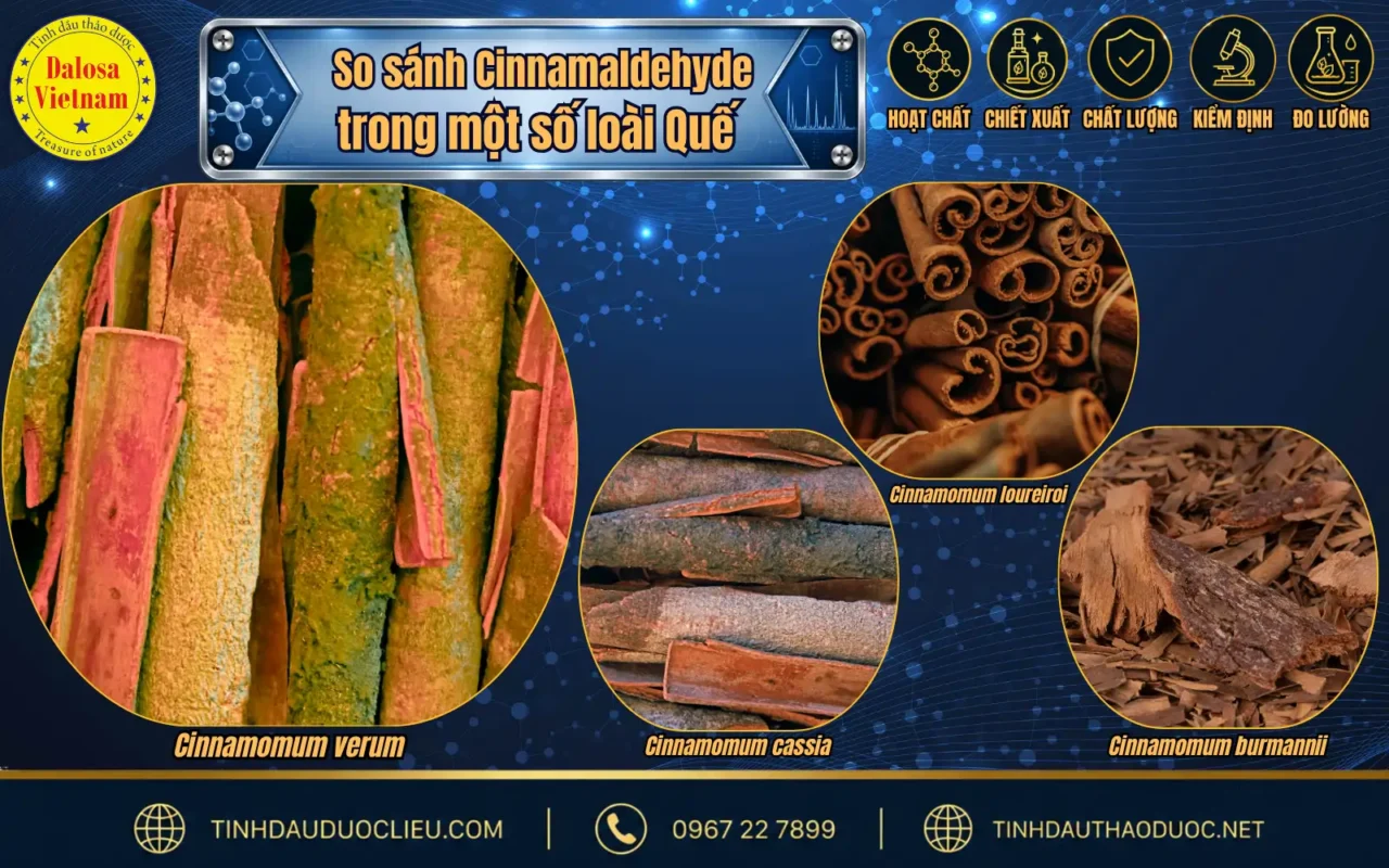 Tìm Hiểu Cấu Tử Chính Cinnamaldehyde Trong Tinh Dầu Vỏ Quế 2 so sanh cinnamaldehyde trong mot so loai que
