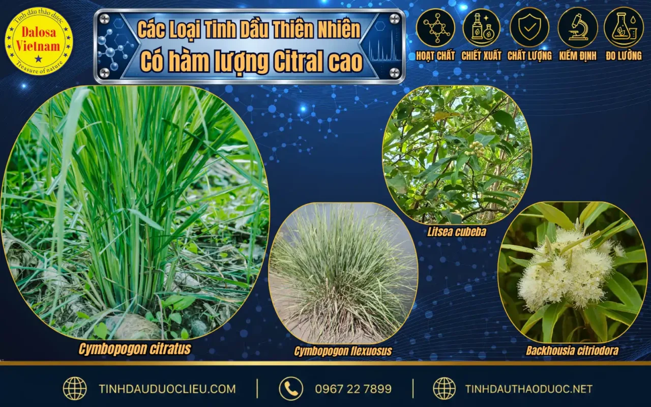 Phân Tích 2 Hoạt Chất Chính Trong Tinh Dầu Sả Chanh 2 so sanh citral trong tinh dau sa chanh