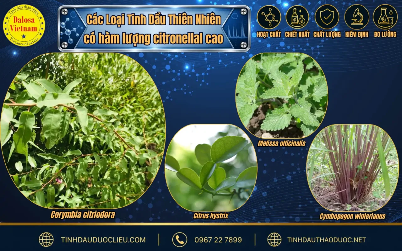 so sanh citronellal trong tinh dau bach dan chanh 02