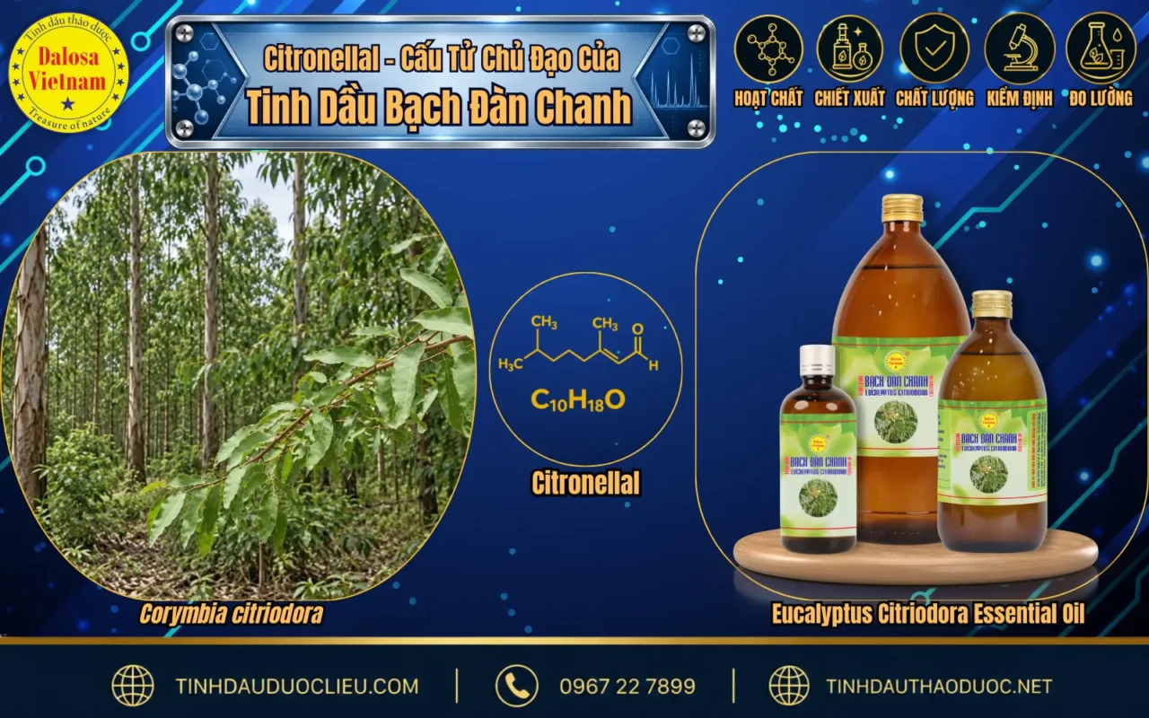so sanh citronellal trong tinh dau bach dan chanh