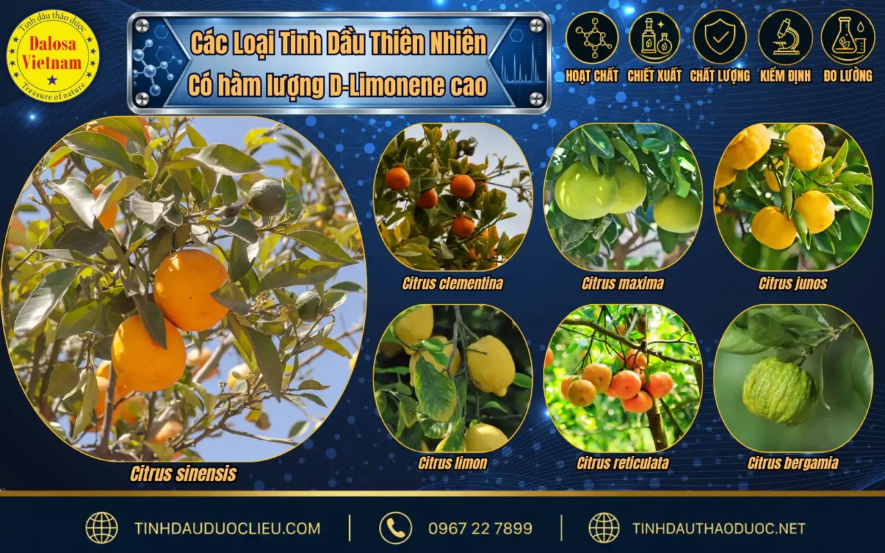 Hoạt Chất Chính Tạo Nên Đặc Trưng Của Tinh Dầu Cam Ngọt 2 so sanh d limonene trong tinh dau cam ngot