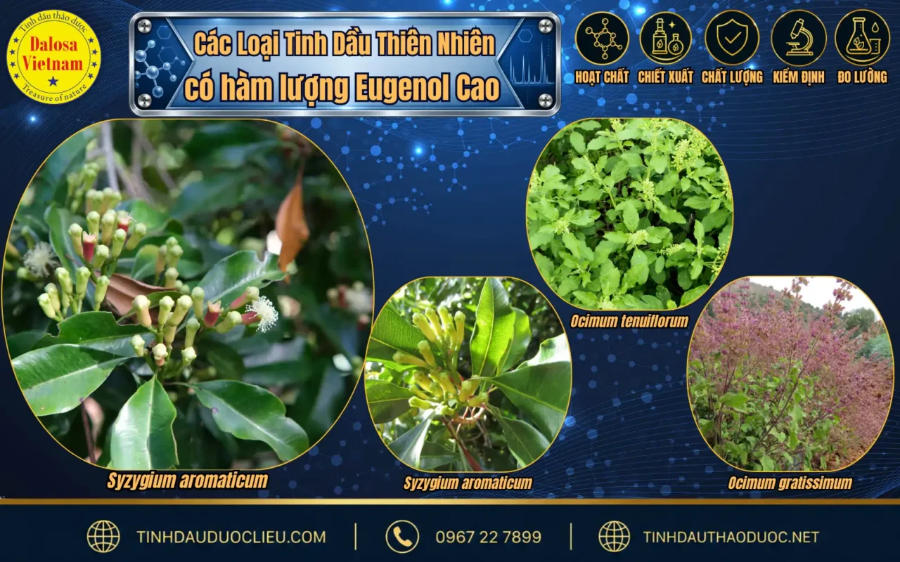 Tìm Hiểu Thành Phần Chính Eugenol Trong Tinh Dầu Đinh Hương 2 so sanh eugenol trong tinh dau dinh huong