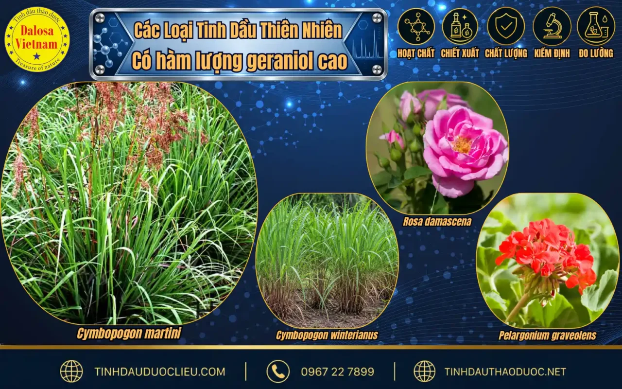 Tìm Hiểu 2 Hoạt Chất Chính Trong Tinh Dầu Sả Hoa Hồng 2 so sanh geraniol tinh dau sa hoa hong