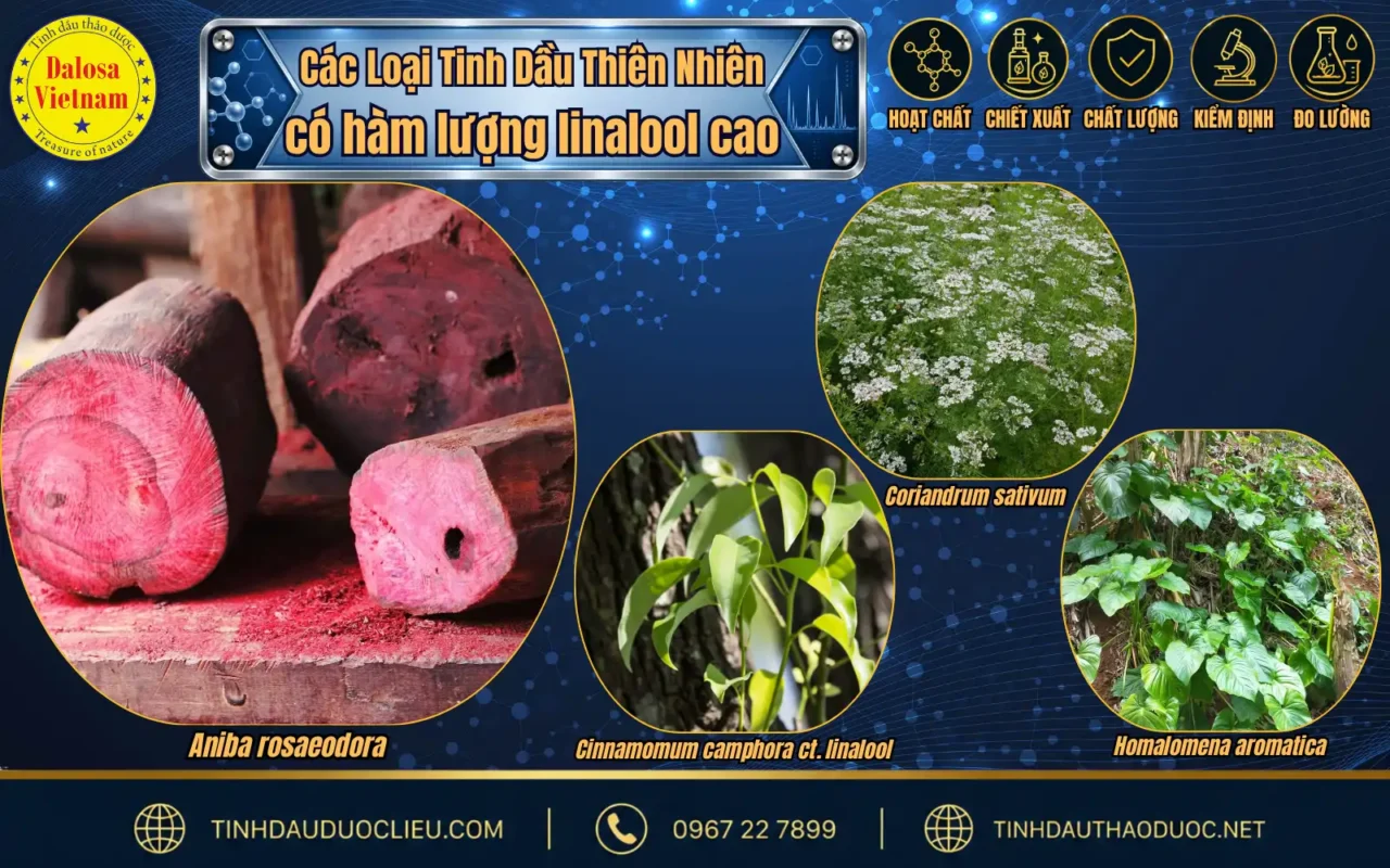 Tìm Hiểu Thành Phần Chính Linalool Trong Tinh Dầu Gỗ Hồng 2 so sanh linalool trong tinh dau go hong