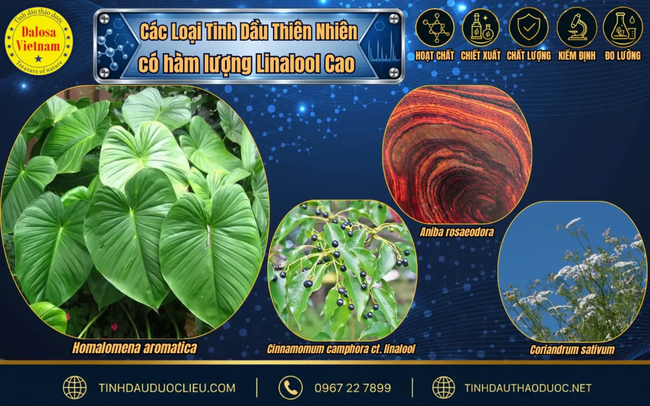 Phân Tích Hoạt Chất Linalool Trong Tinh Dầu Thiên Niên Kiện 2 so sanh linalool trong tinh dau thien nien kien