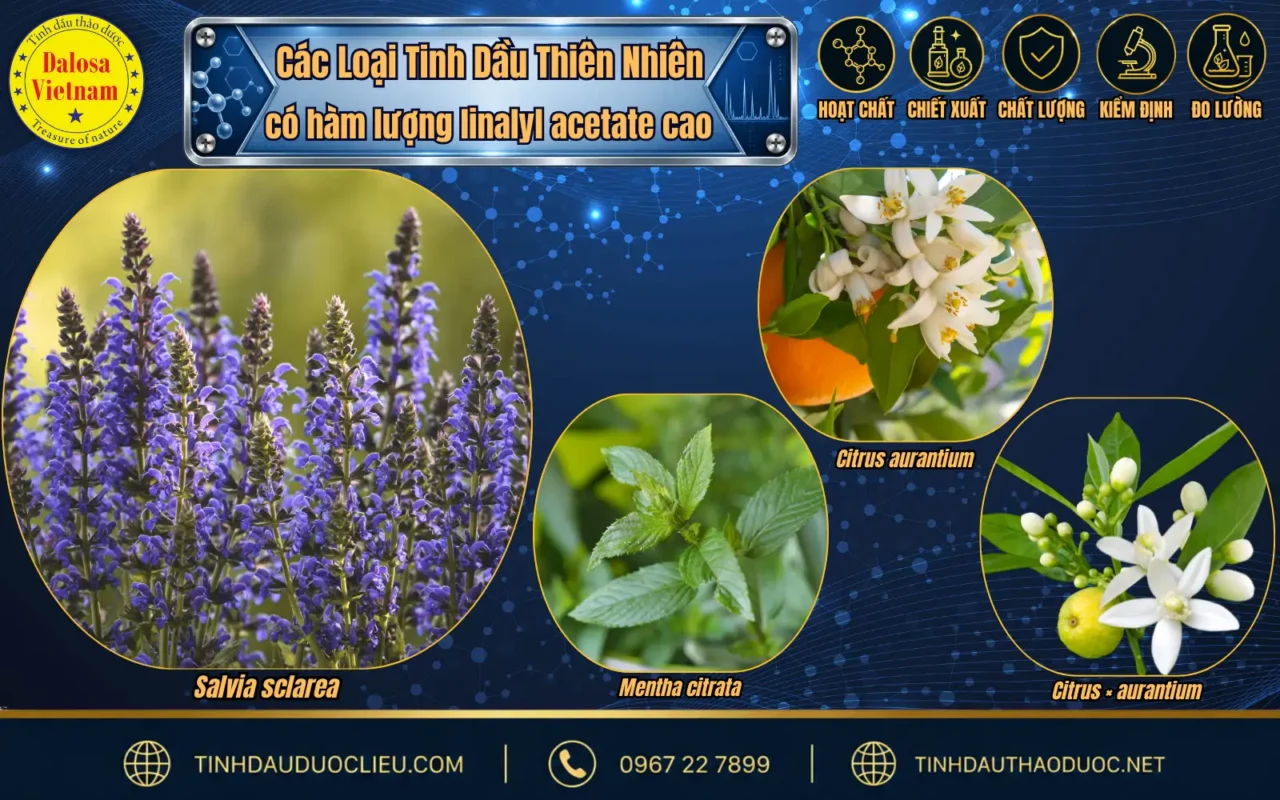 Tìm Hiểu 2 Hoạt Chất Chính Trong Tinh Dầu Đơn Sâm 2 so sanh linalyl acetate trong tinh dau xo thom