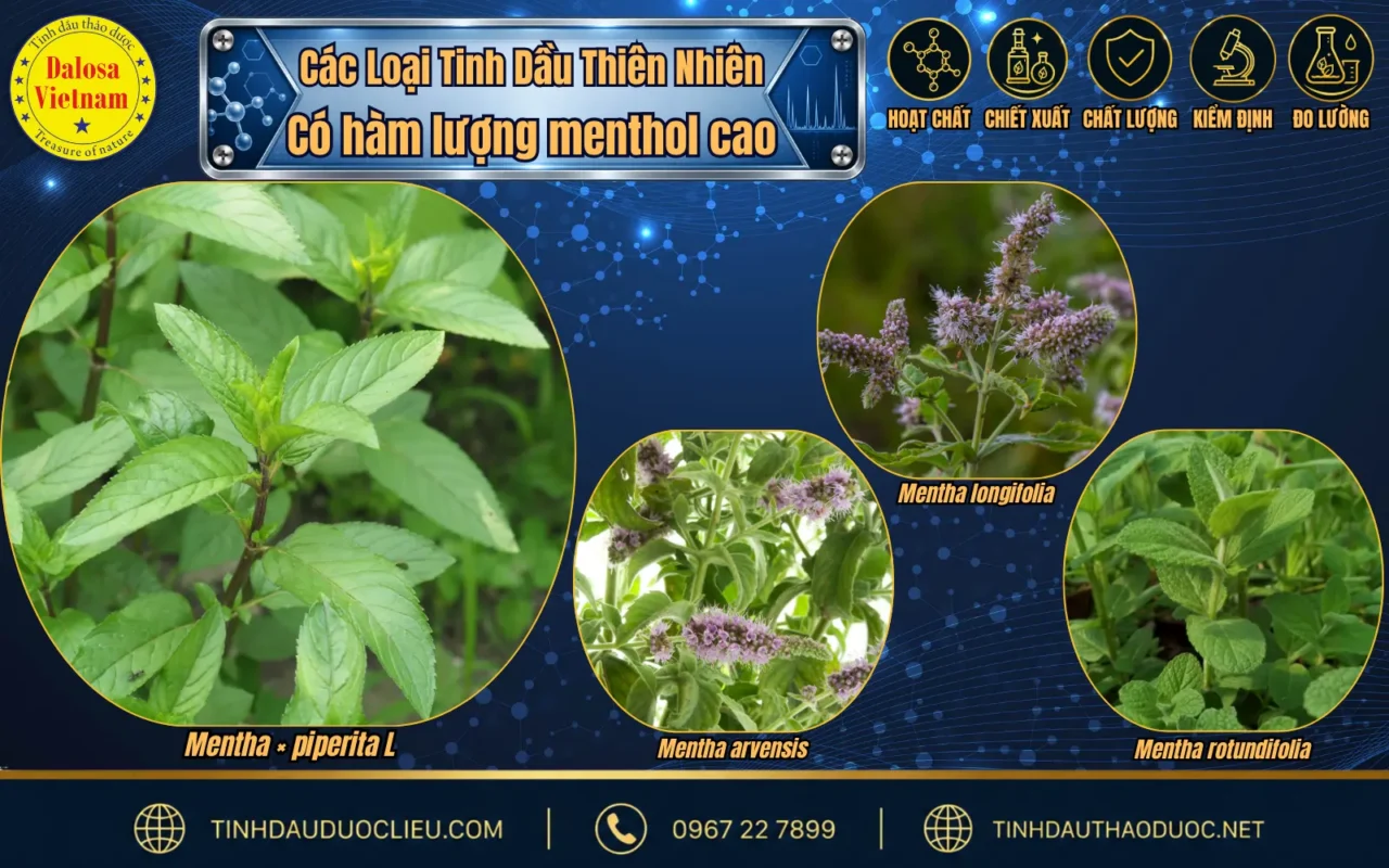 so sanh menthol trong tinh dau bac ha au