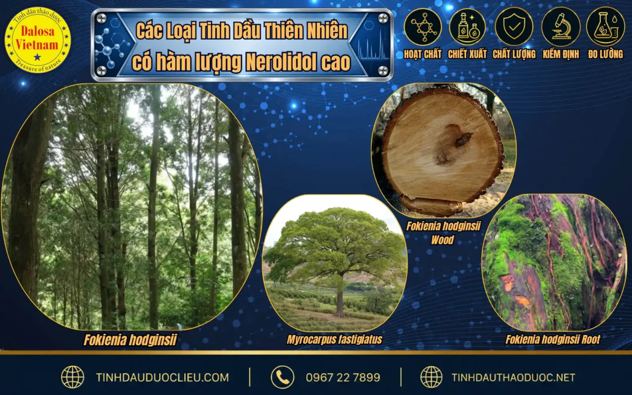 Tìm hiểu 2 hoạt chất chính trong Tinh Dầu Pơ Mu 2 so sanh nerolidol trong tinh dau pomu