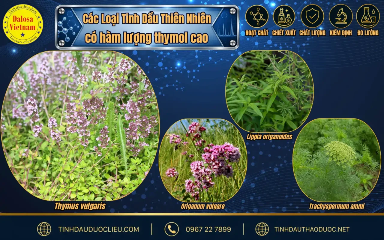 Tìm hiểu 2 hoạt chất chính trong Tinh Dầu Xạ Hương 2 so sanh thymol trong tinh dau xa huong