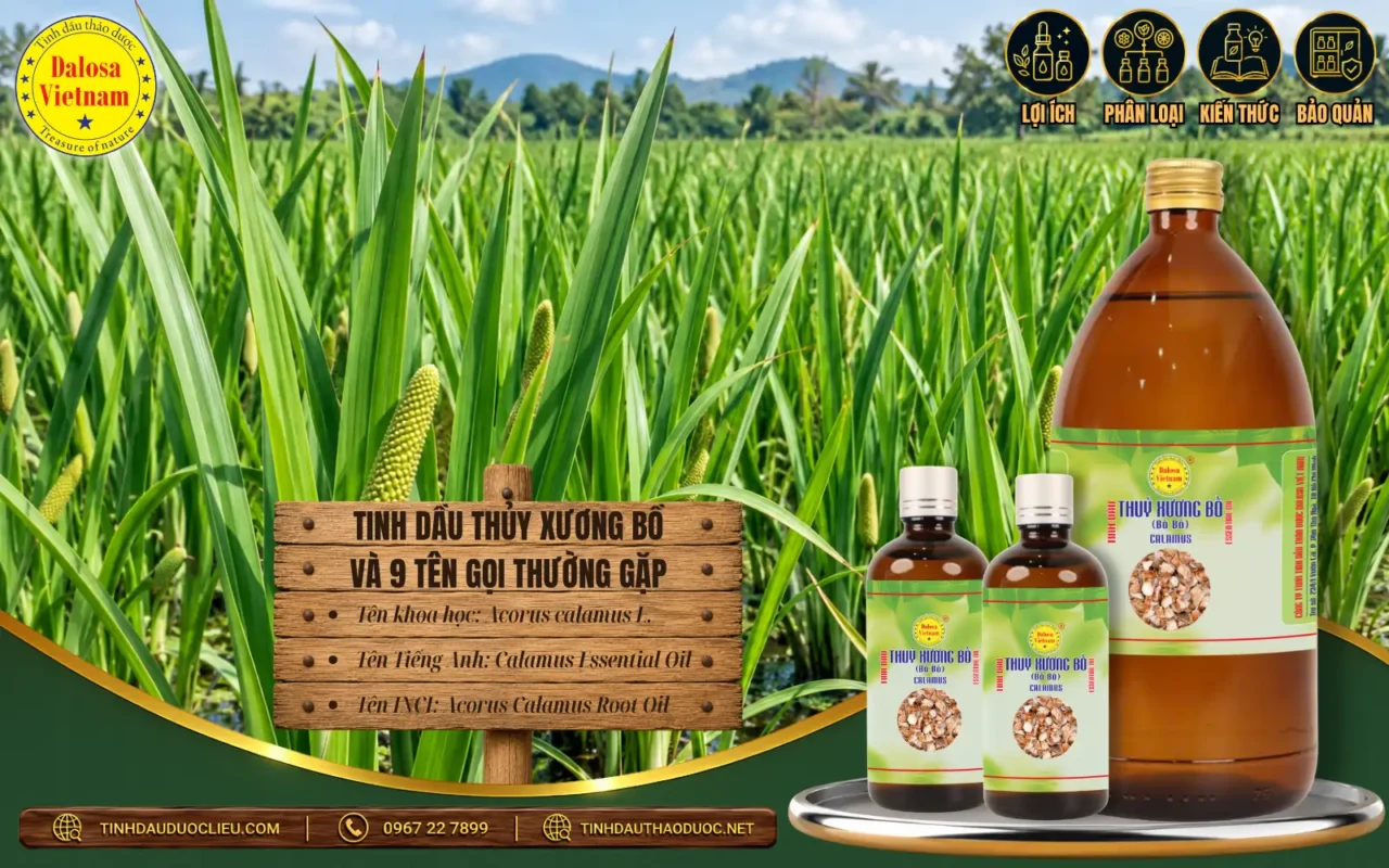Tinh Dầu Thủy Xương Bồ Và 9 Tên Gọi Thường Gặp 1 tinh dau thuy xuong bo va 9 ten goi thuong gap