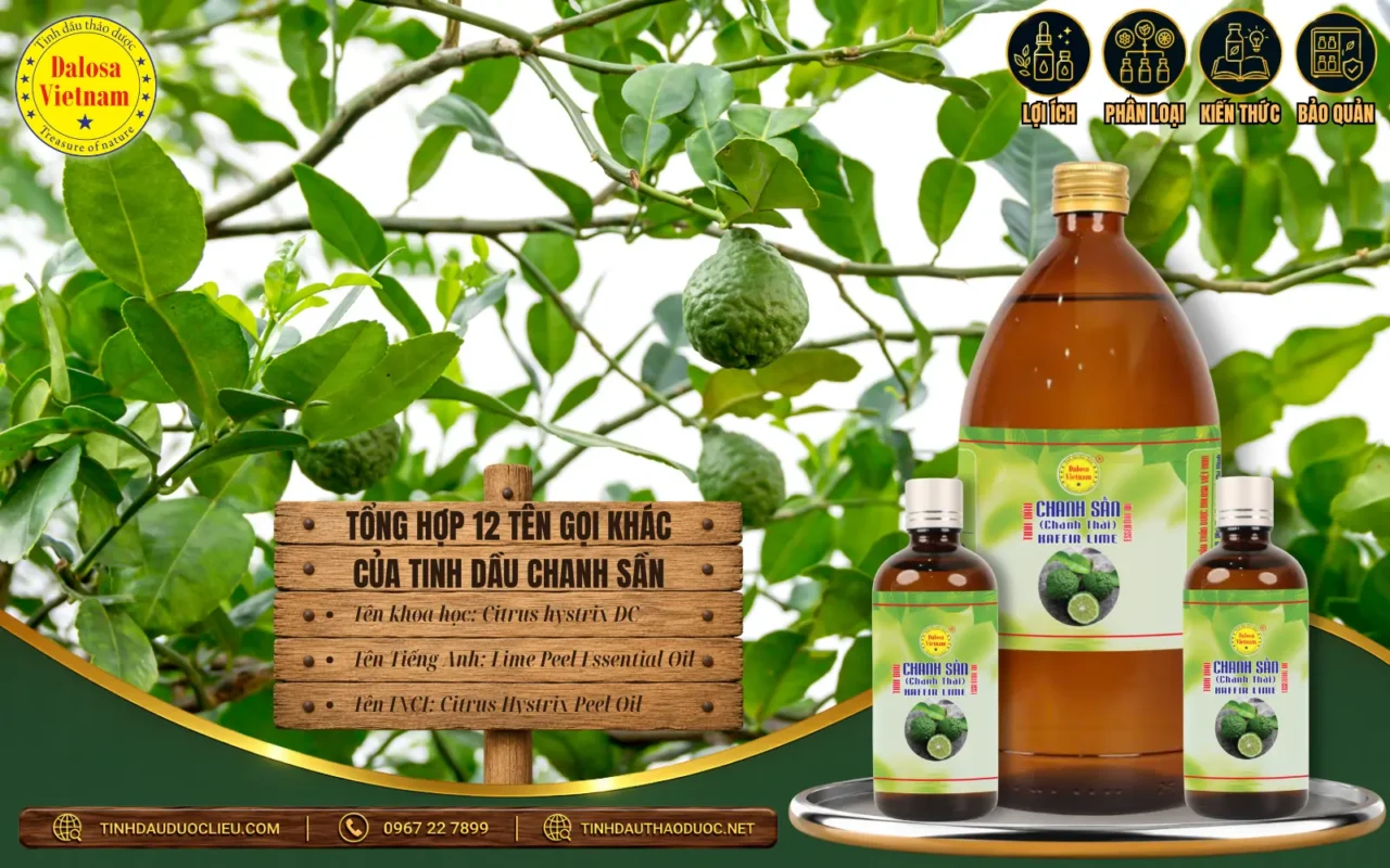 Tổng Hợp 12 Tên Gọi Khác Của Tinh Dầu Chanh Sần 1 tong hop 12 ten goi khac cua tinh dau chanh san