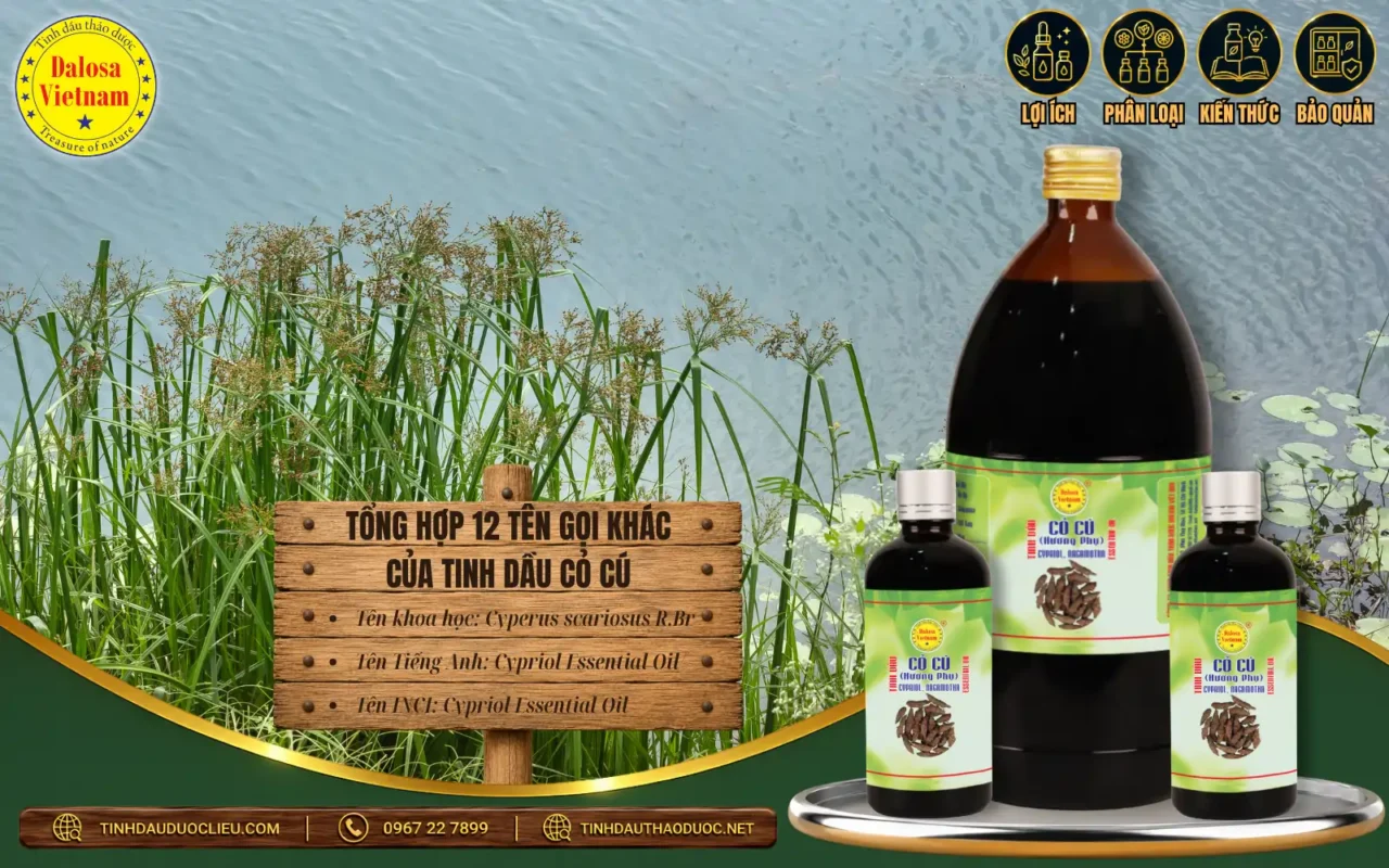 Tổng Hợp 12 Tên Gọi Khác Của Tinh Dầu Cỏ Cú 1 tong hop 12 ten goi khac cua tinh dau co cu