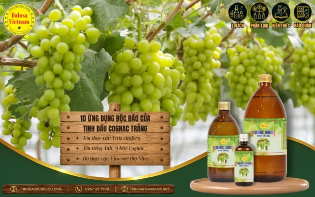 10 Ứng Dụng Độc Đáo Của Tinh Dầu Cognac Trắng 1 10 ứng dụng độc đáo của tinh dầu Cognac trong nước hoa, mỹ phẩm và phối chế hương liệu