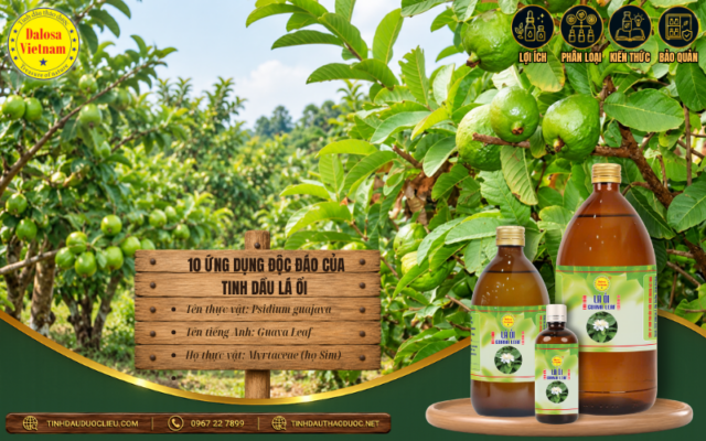 Ứng dụng đáng chú ý của tinh dầu Lá Ổi trong mỹ phẩm, chăm sóc tóc và phát triển sản phẩm
